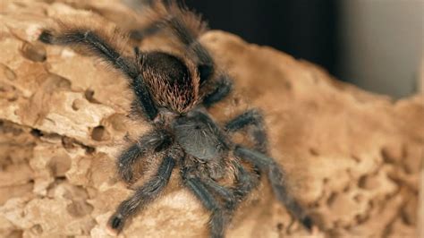 Pet Tarantula Pictures and Care Information .